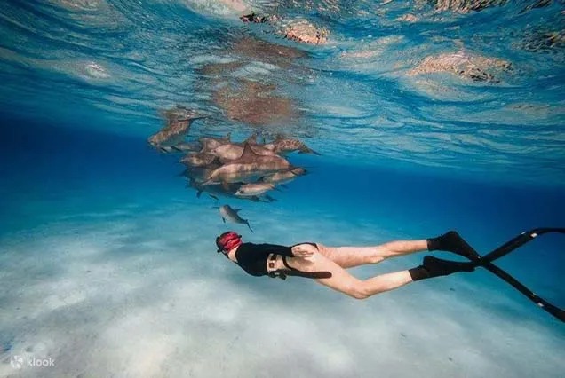 Schwimmen mit Delphinen Hurghada und Schnorcheln am Riff
